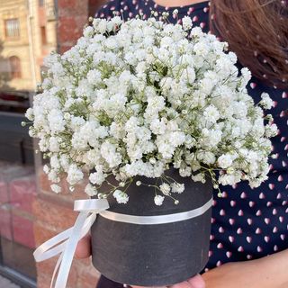 გიფსოფილა შავ ყუთში 2297