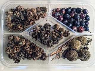 გამხმარი ყვავილების ნაკრები 1262 შემოქმედებისთვის #1