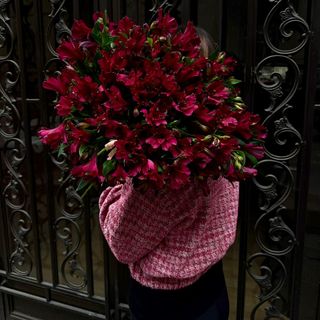 ალსტრომერეა ბორდოსფერი