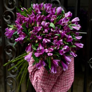 ალსტრომერეას თაიგული