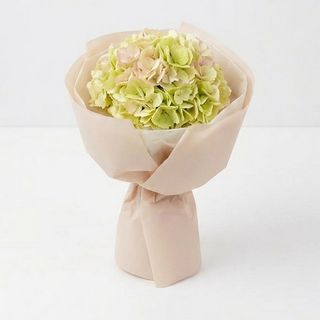 ჰოლანდიური ჰორტენზია ვარდისფერი/სალათისფერი (1 ტოტი)