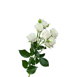 White Spray Rose