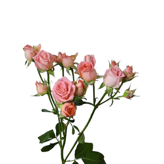 Pink Spray Rose