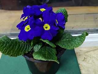 ქურისუმა "იისფერი"