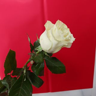 თეთრი ვარდი