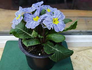 ქურისუმა "ცისფერი"