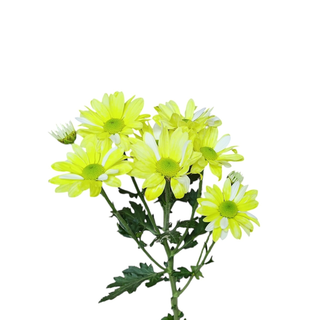 Yellow Chrysanthemum