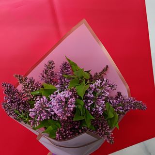 იასამანი