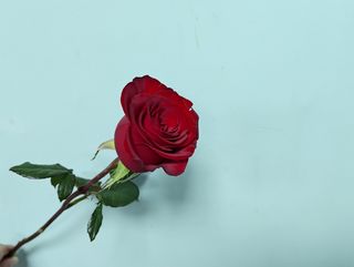 წითელი ვარდი