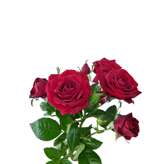 წითელი ჯუჯა ვარდი
