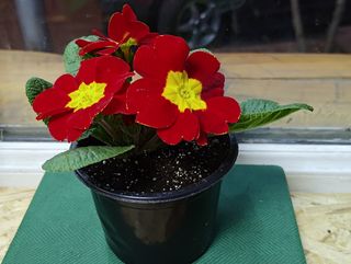 ქურისუმა "წითელი"