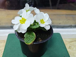 ქურისუმა "თეთრი"