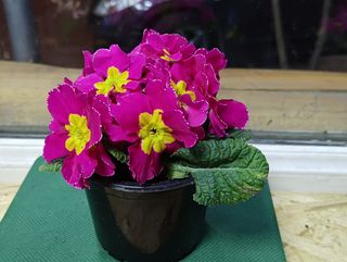 ქურისუმა "იასამნისფერი"