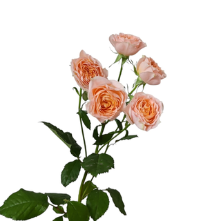 Cream Spray Rose