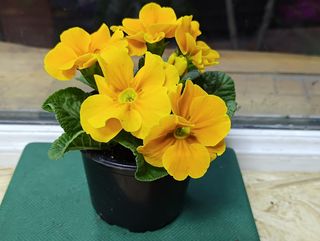 ქურისუმა "ყვითელი"