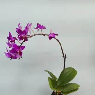 ჯუჯა ორქიდეა
