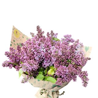 #44 იასამანი 3