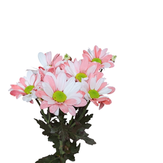 Pink Chrysanthemum