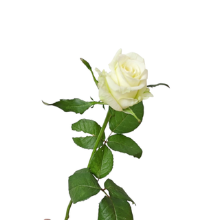 White Rose