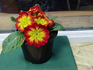 ქურისუმა "ალისფერი"