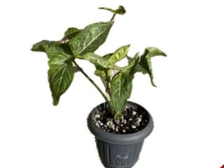 სიმგონიუმი