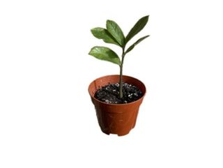 ზამიოკულკასი