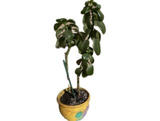 ნეფრიტის მცენარე (კრასულა)