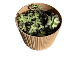 სუკულენტი - კრემნოზედუმი