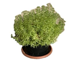 სედუმი (მექსიკანუმი)