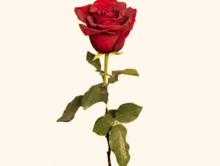 1 წითელი ვარდი