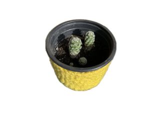 კაკტუსი - მამილარია