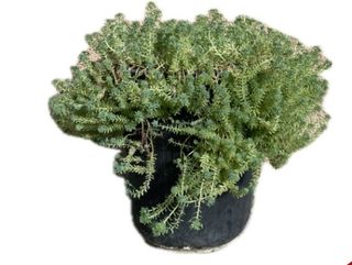 სედუმი (ჰისპანიკუმი)