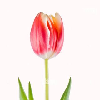 შერეული ფერის ტიტა