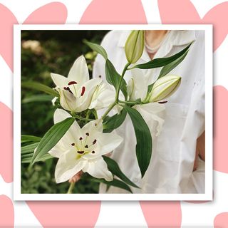 თეთრი ლილიას ტოტი 1 ცალი