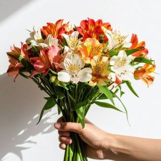 ალსტრომერია 20 ტოტი