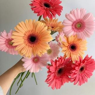 ფერადი გერბერა 10 ცალი