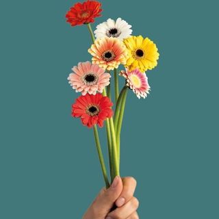 მინი გერბერა 15 ცალი