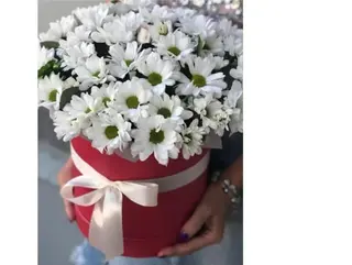 ქრიზანთემები ბოქსში