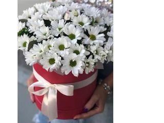 ქრიზანთემები ბოქსში