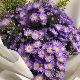 მინდვრის გვირილები