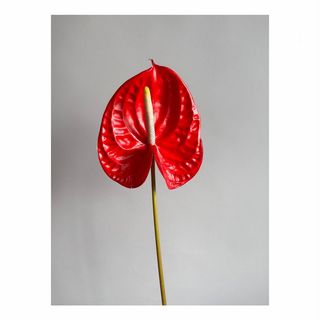 ანთორიუმი (1 ტოტი)