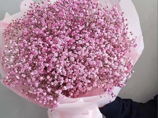 ვარდისფერი გიფსოფილა