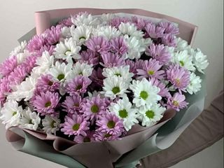 ფერადი ქრიზანთემა