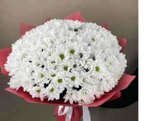 ჰოლანდიური ქრიზანთემები