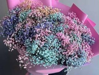 ფერადი გიფსოფილები