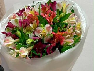 ასტრომერიების თაიგული