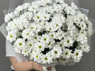 ქრიზანთემები