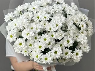 ქრიზანთემები