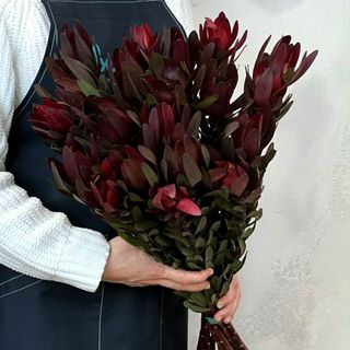 ლეოკა (5ტოტი)