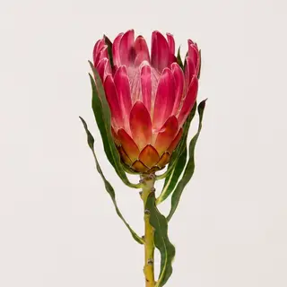 Protea Brenda